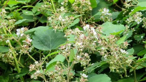Honigbiene-Auf-Einer-Weiß-Blühenden-Brombeerpflanze