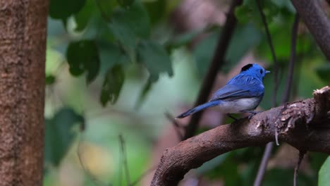 Perched-on-a-Branch-facing-left-then-flies-away-to-bathe-then-returns-to-shake-it's-feathers-and-wipes-it's-beak,-Black-naped-Monarch-or-Black-naped-Blue-Flycatcher-Hypothymis-azurea,-Male,-Thailand