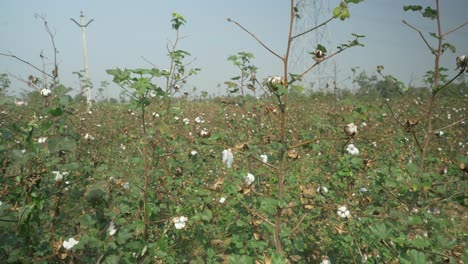 Cotton-field-in-Maharashtra,-India