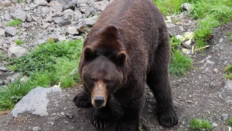 Brown-Bear-attempting-to-stand-up,-Alaska