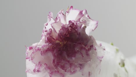 Abstrakte-Makroaufnahme-Des-Schmelzens-Gefrorener-Blumen