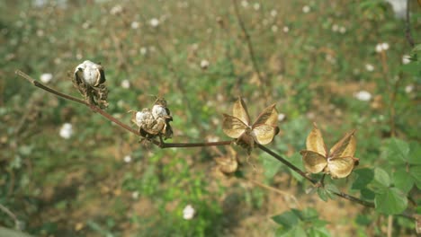 Faule-Wattebällchen-Und-Samen,-Landwirtschaftliches-Baumwollfeld,-Maharashtra,-Indien