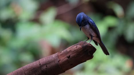 Camera-zooms-out-while-seen-on-top-of-a-fallen-branch-while-it-looks-down-and-turns-its-head-forward,-Hainan-Blue-Flycatcher-Cyornis-hainanus-Thailand
