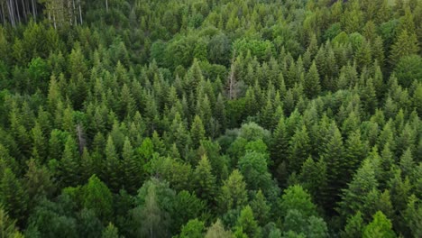 Aerial-of-forest-in-Switzerland