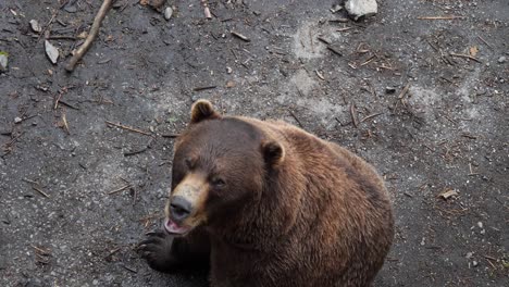 Brown-Bear-asking-for-food,-Alaska