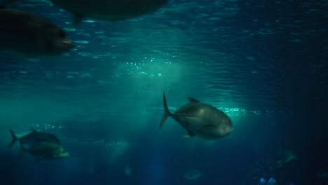 Atemberaubende-Unterwasserwelt-Lebenslandschaft
