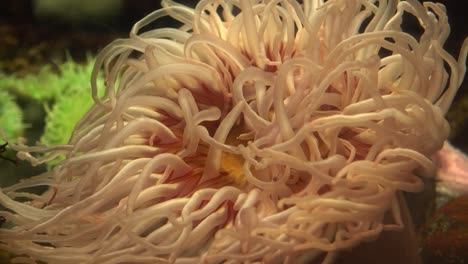 Unterwasserwelt,-Lebenslandschaft,-Korallenriff