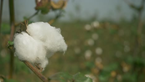 Close-up-of-cotton-ready-for-harvest-in-Maharashtra,-India