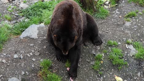 Brown-Bear-grabbing-pieces-of-meat,-Alaska