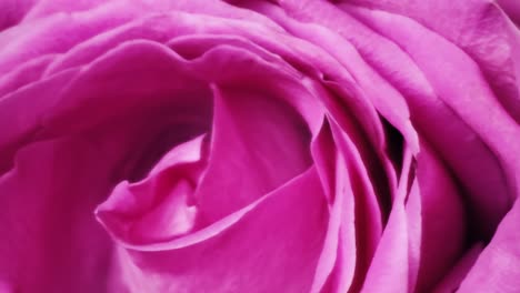 Concepto-Botánico,-Tarjeta-De-Invitación-De-Boda:-Enfoque-Suave,-Fondo-Floral-Abstracto,-Rosas-De-Color-Rosa-Pálido