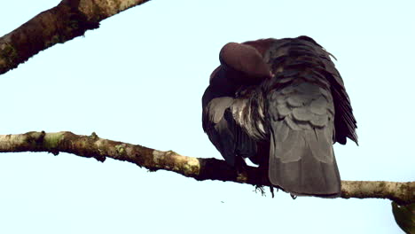 Red-billed-pigeon-perched-on-branch,-raising-tail-feather-to-preen