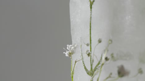 Abstrakte-Makroaufnahme-Einer-Gefrorenen-Blume