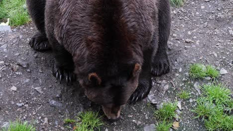 Huge-Male-Brown-Bear,-Alaska