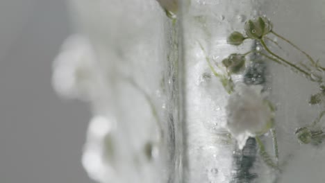 Abstract-macro-Shot-of-frozen-flower