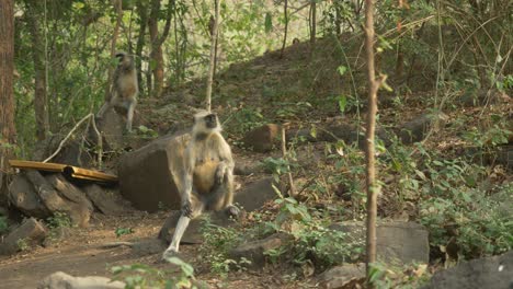 Asian-monkeys-Langurs-at-Lonar-Lake-Biodiversity-Park