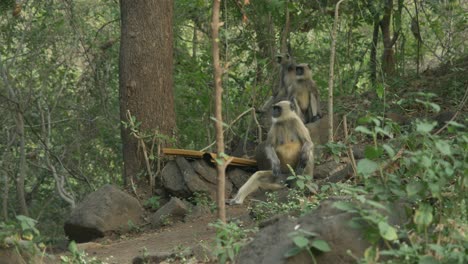 Asian-monkeys-Langurs-at-Lonar-Lake-Biodiversity-Park