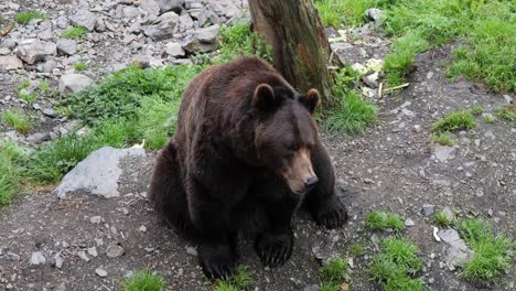 Brown-Bear-sitting-and-looking-towards-the-camera,-Alaska