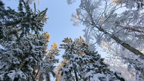 Looking-up-snow-covered-tree-tops-in-winter-forest,-spinning-shot