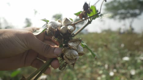 Closeup-of-rotten-cotton-seeds,-Maharashtra,-India