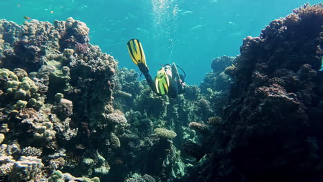 Scuba-diver-swimming-between-mounds-of-colorful-coral