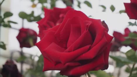 Flores-Rojas-En-El-Fondo-De-La-Casa-Stock-Video