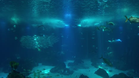 Atemberaubende-Unterwasserwelt-Lebenslandschaft