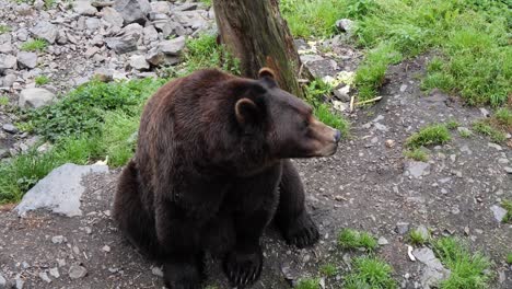 Zeitlupe-Eines-Kauenden-Braunbären,-Alaska