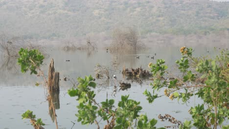 Lonar-Lake-ecosystem-and-migratory-birds,-Maharashtra,-India