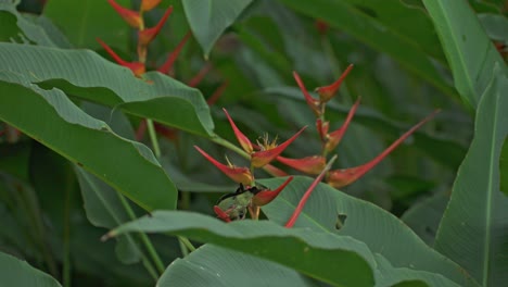 Rotbeinige-Honigpflanze-Auf-Einer-Heliconia-In-Panama
