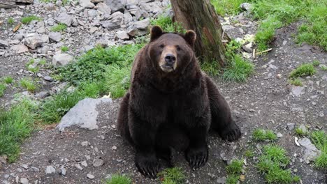 Brown-Bear-sitting-and-looking-towards-the-video-camera,-Alaska