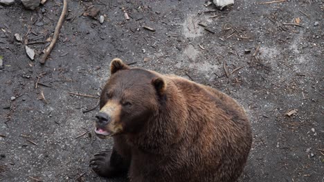Brown-Bear-waving-his-paws-to-the-camera,-Alaska