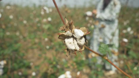 Semillas-De-Algodón-Podridas,-Maharashtra,-India