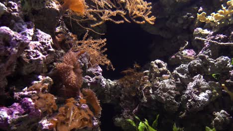 Korallenriff-Und-Tropische-Fische
