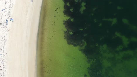 Drone-aerial-bird's-eye-landscape-of-person-swimming-in-bay-inlet-sandy-white-beach-ocean-Broulee-island-Mossy-Point-South-Coast-Australia
