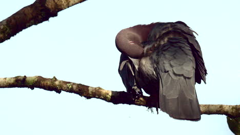 Red-billed-pigeon--perched-on-branch,-preening-feathers.-Slowmotion