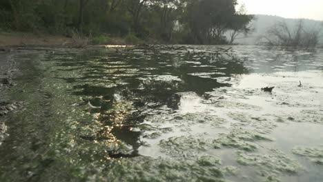 Algas-Verdes-En-La-Superficie-Del-Agua-Del-Lago-Lonar