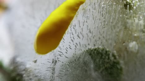 Yellow-liquid-running-down-a-frozen-flower