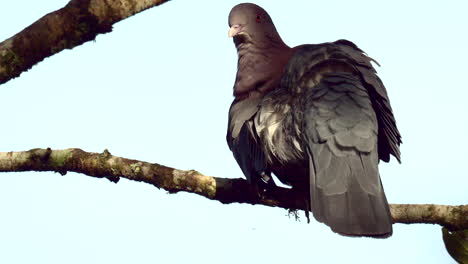 Red-billed-pigeon--perched-on-branch,-preening-feathers.-Slowmotion