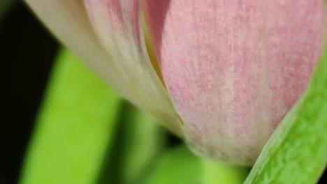 Pink-tulips-in-pastel-coral-tints-at-blurry-background,-closeup