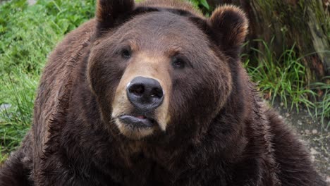 Nahaufnahme-Eines-Braunbären,-Alaska