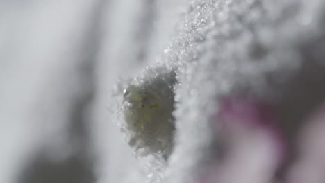 Abstract-macro-Shot-of-frozen-flower