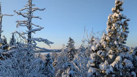 Winter-forest-with-snowy-trees-against-blue-sky,-Finland