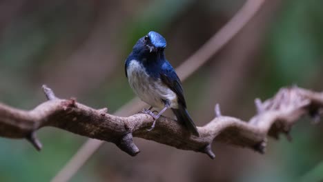 Tilts-it's-head-to-face-to-the-left-while-perched-on-a-vine-as-the-camera-zooms-out,-Hainan-Blue-Flycatcher-Cyornis-hainanus-Thailand