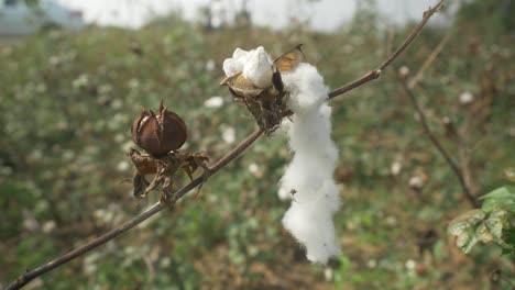 Cotton-ready-for-harvesting-in-Maharashtra,-India
