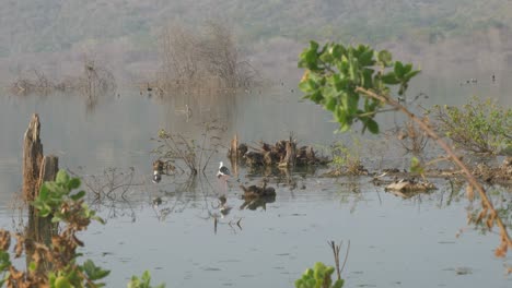 Lonar-See-Ökosystem-Und-Zugvögel,-Maharashtra,-Indien