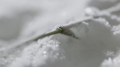 Abstract-timelapse-macro-Shot-of-frozen-flower-melting