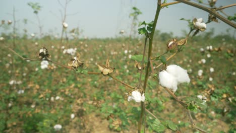 Cotton-plants-ready-to-harvest,-Maharashtra,-India