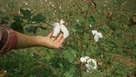 Blooming-cotton-ready-to-harvest,-Maharashtra,-India