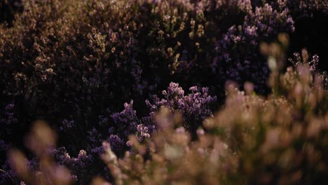 Vibrant-purple-blossoming-heather-bush-lit-up-by-the-morning-sun