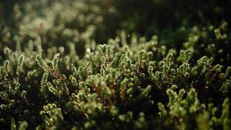 Green-heather-covering-the-forest-floor-lit-up-by-the-morning-sun